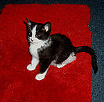 Click image for larger version

Name:	new kitten 5.jpg
Views:	1
Size:	146.9 KB
ID:	101